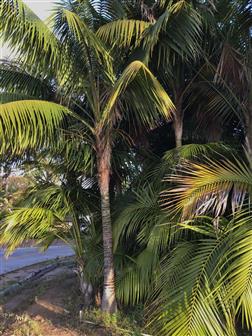 Howea f.