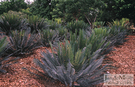 Cycas panzhihuaensis 