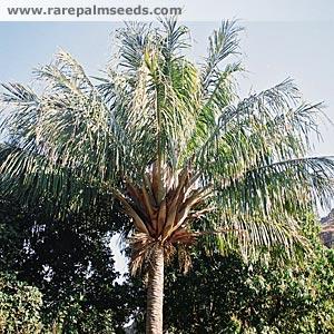 Beccariophoenix alfredii TS RPS