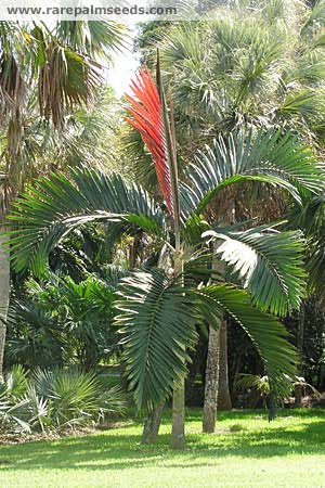 Chambeyronia macrocarpa TS RPS
