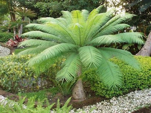 Cycas petraea 