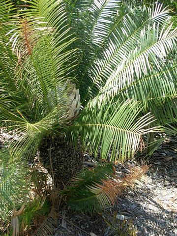 Dioon sonorense green in garden