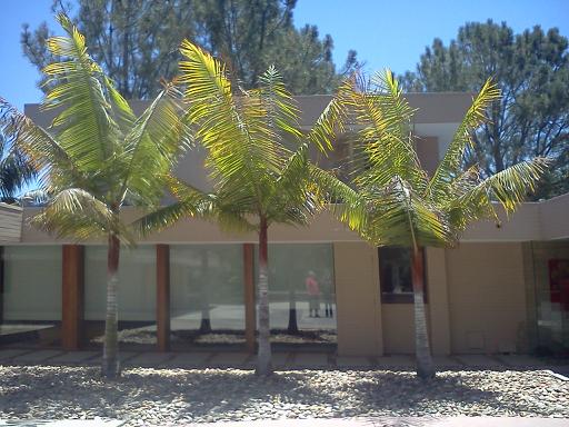 Dypsis leptocheilos 