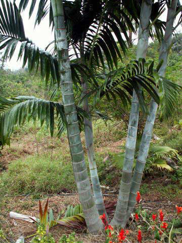 Dypsis pembana 