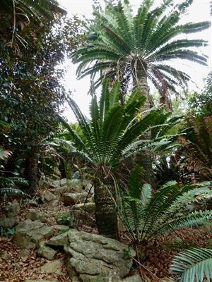 Encephalartos transvenosus