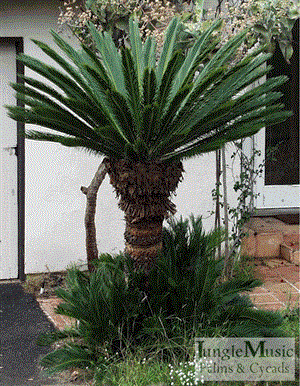 Sago Palm Cycas revoluta