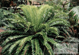 Encephalartos arenarius