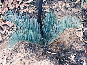 macrozamia glaucophylla by Thompson and Kennedy PACSOA