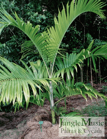 Dypsis lanceolata 