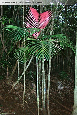 Actinokentia divaricata TS rps