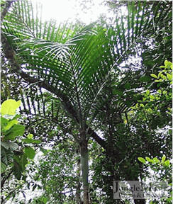 Actinokentia divaricata