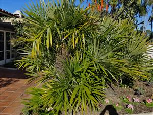 Rhapidophyllum hystrix