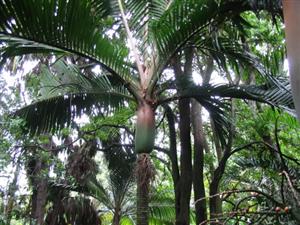 Rhopalostylis cheesemanii Cloudforest.com website