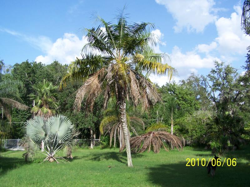 MULE PALM