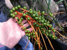 gREEN PALM SEEDS