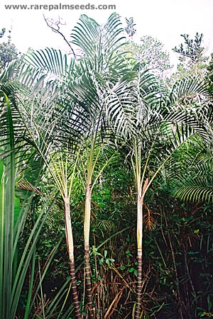 Dypsis arenarum TS RPS