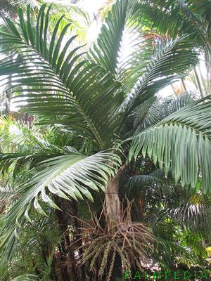 BURRETIOKENTIA DUMASII PALMPEDIA
