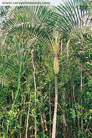 Dypsis arenarum TS RPS