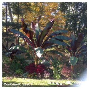 Ensete maurellii by Crazy CT WEbsite