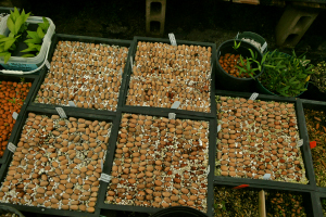 cycad seeds germinating