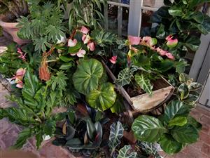 Anthurium and other tropical plants