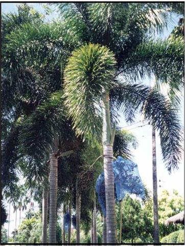Wodyetia bifurcata