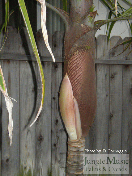 Burretiokentia vielierardii young blossom emerging