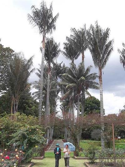 CEROXYLON QUINDIUENSE JEFF ANDERSON PALMPEDIA