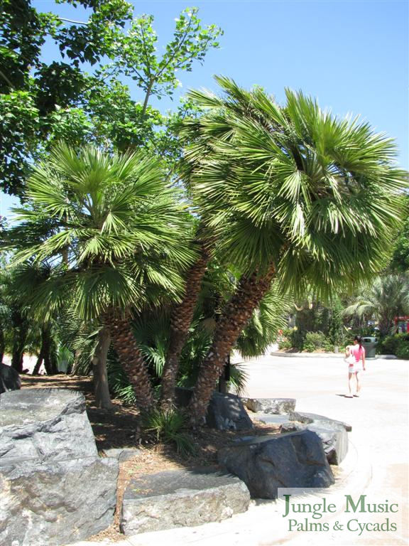Chamaerops humillis