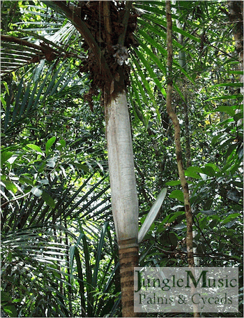 Cyphokentia macrostachya