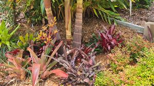 Southern California Garden