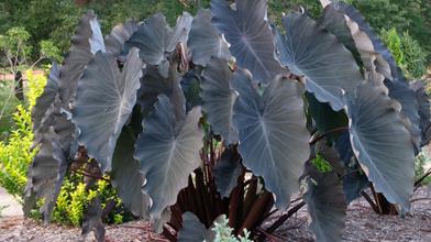 Colocasia black goblet Juniper Level Botanical Garden