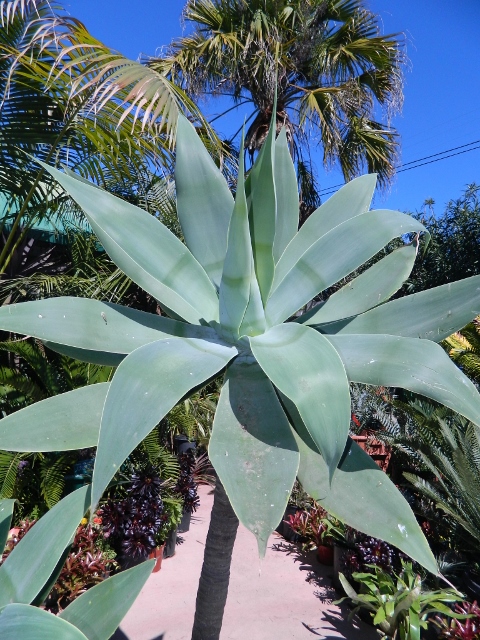 Agave attenuata