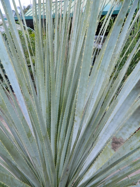 DASYLIRION wheeleri 