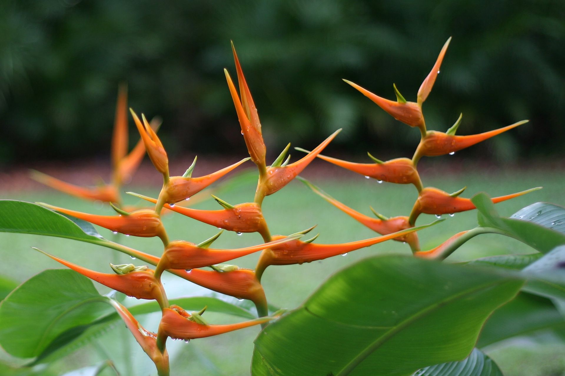 Heliconia latispatha by Starwiz c/o Wikipedia