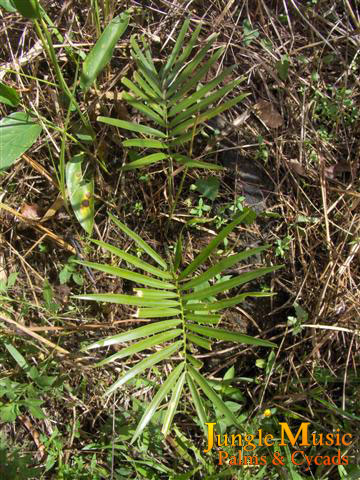 Zamia loddigesii