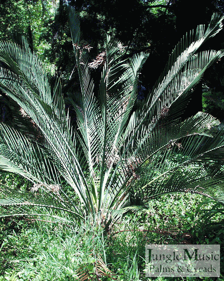 macrozammia riedlei