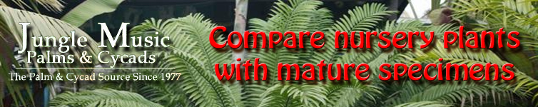 compare nursery plants with mature specimens Banner
