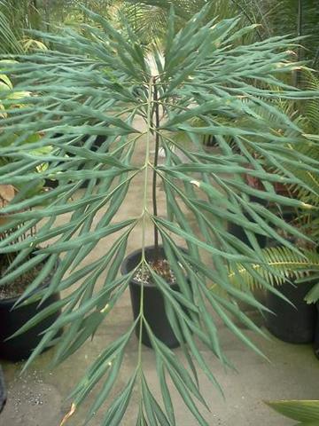 Cycas debaoensis at Nursery