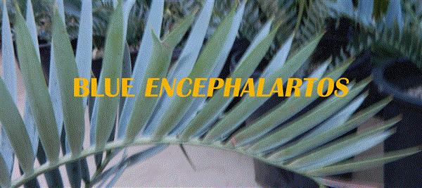 Blue Encephalartos Collection