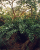 ceratozamia hildae garden