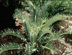 blue encephalartos arenarius