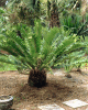 encephalartos manikensis