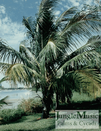 YOUNG COCONUT